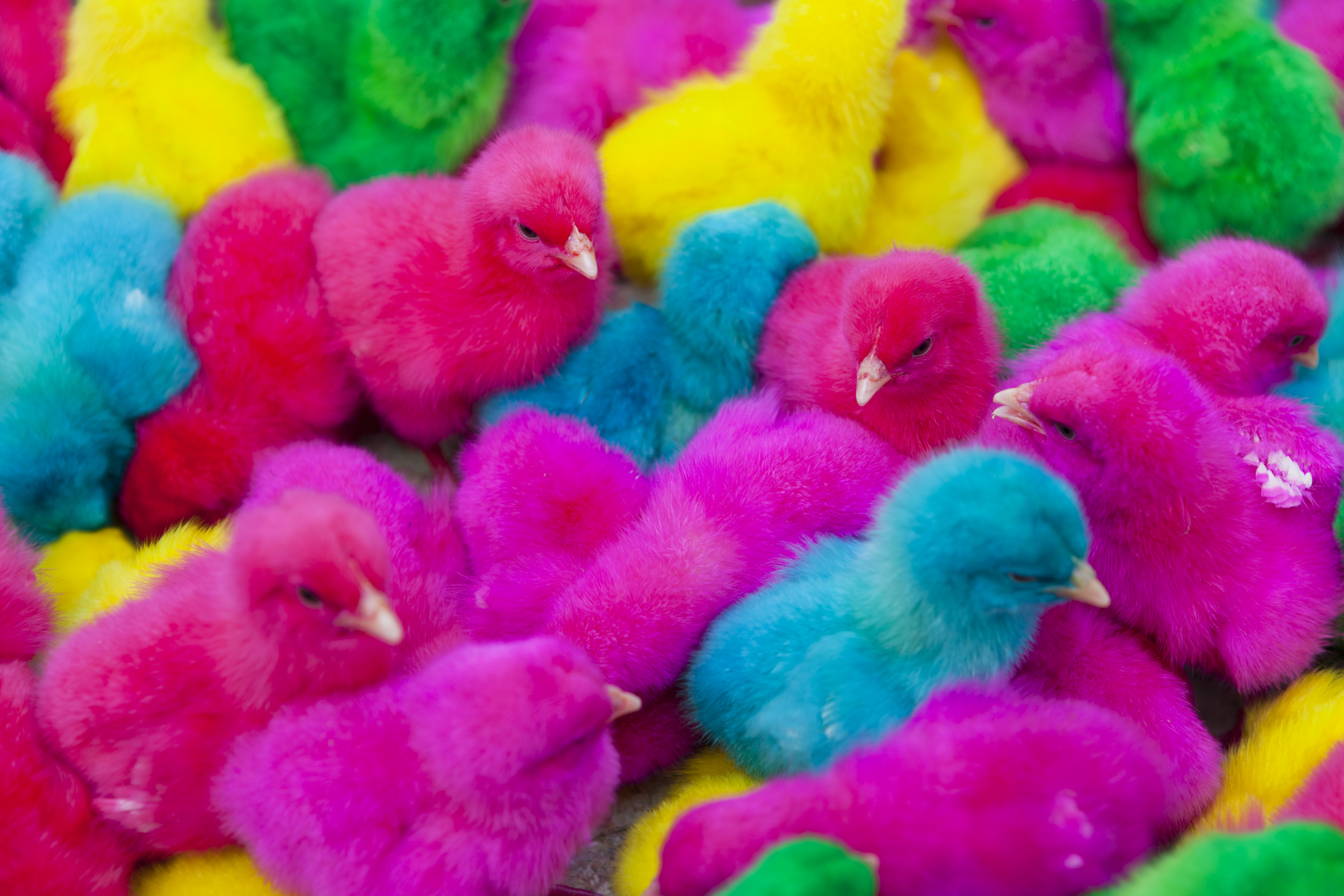 stuffed easter chicks