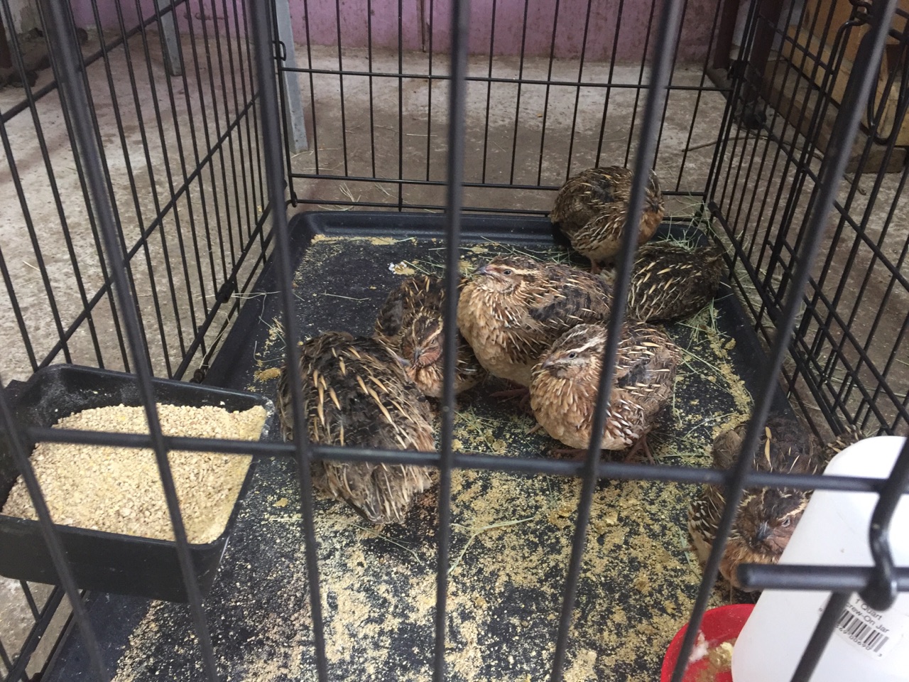 Live Quail For Sale in Dallas Pasturas Los Alazanes