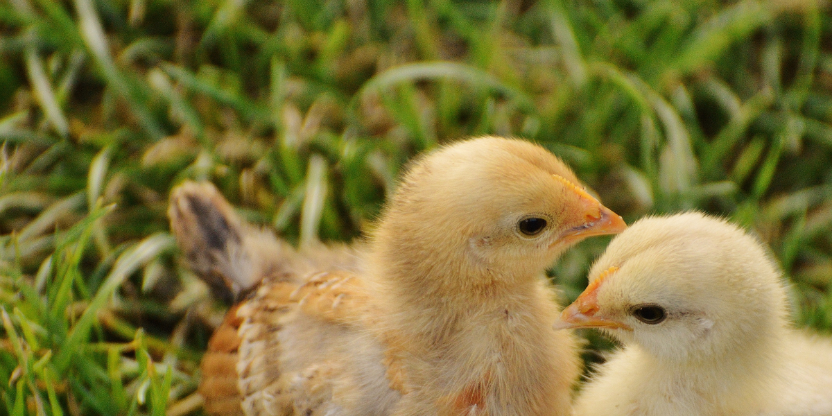 Purina Certified Dealer Feed Headquarters at Pasturas Los Alazanes in Dallas, Texas Bags of animal feed and supplies at Pasturas Los Alazanes in Dallas, Texas