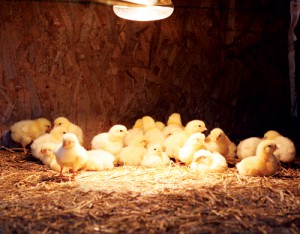 ChicksUnderLight