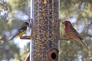 feeding wild birds