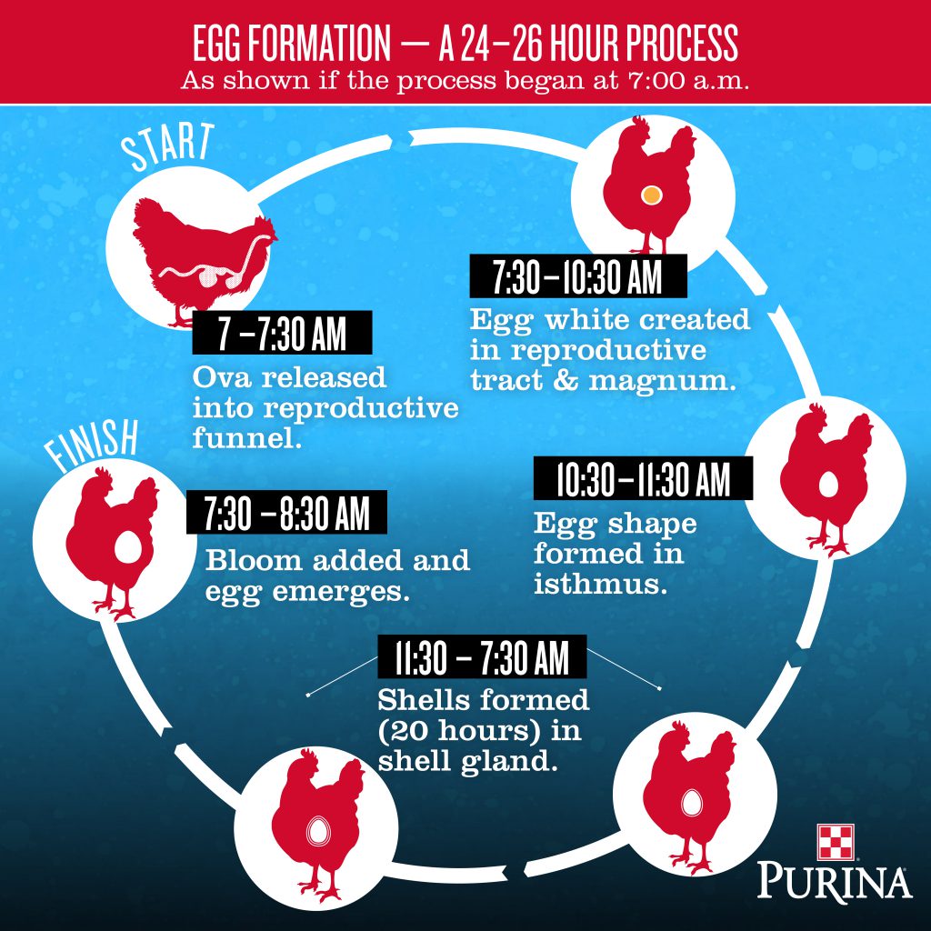 the-magic-behind-farm-fresh-eggs-pasturas-los-alazanes