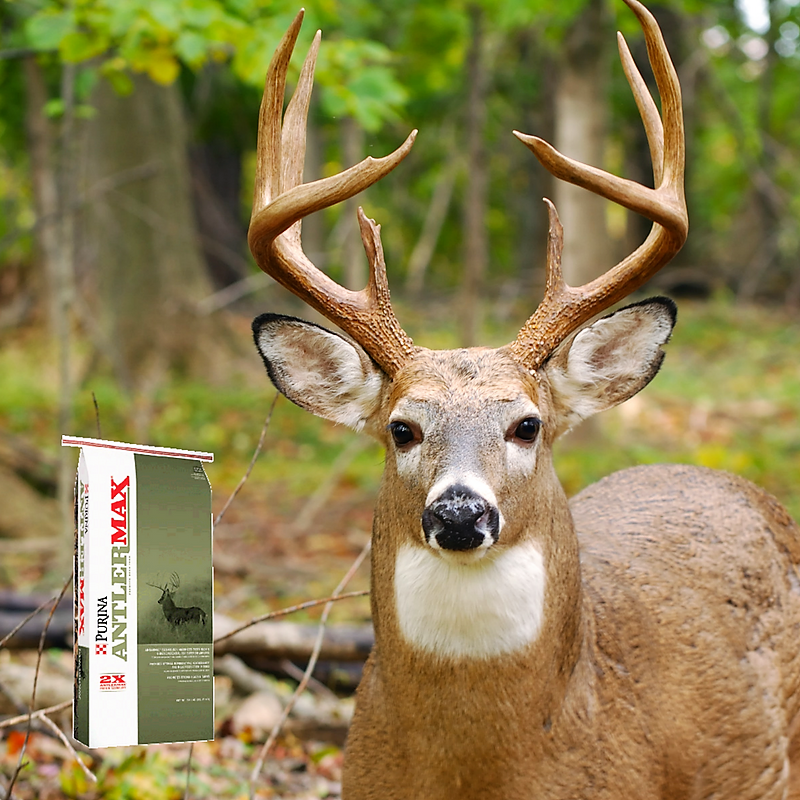 AntlerMax & Deer Corn For Supplemental Feeding Pasturas Los Alazanes