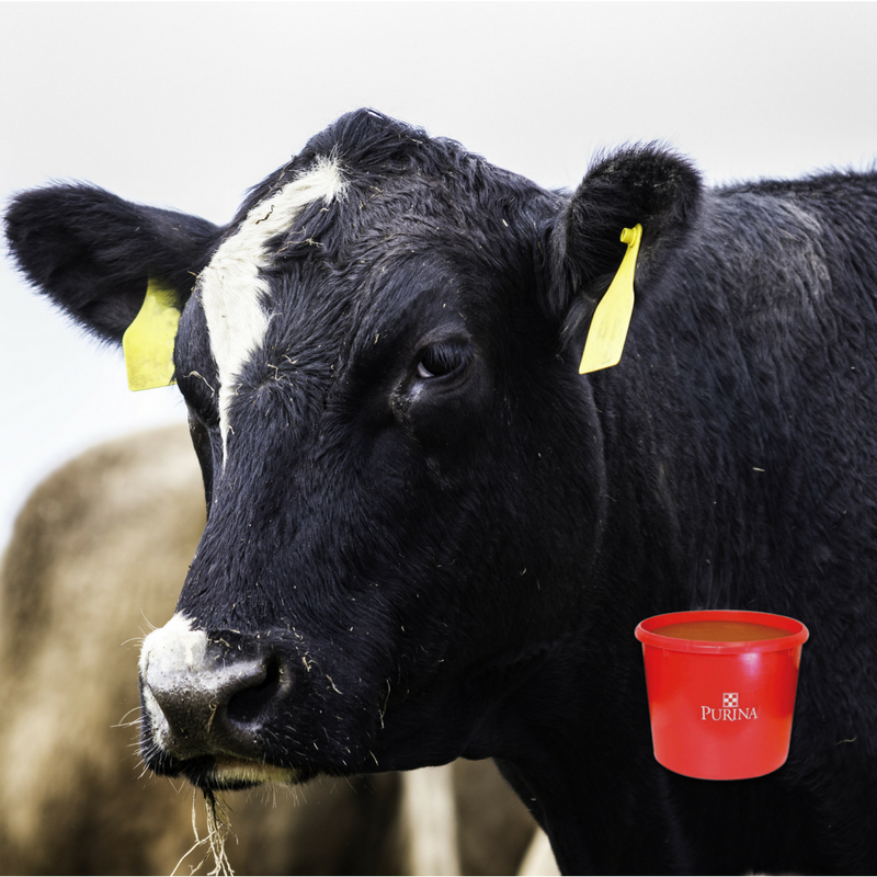 Feed Winter Cattle Supplements For A Healthy Herd Pasturas Los Alazanes