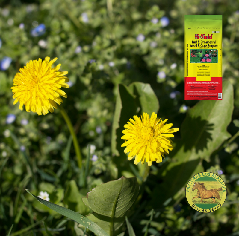 It’s Time To Apply Pre Emergent For Weed Control Pasturas Los Alazanes