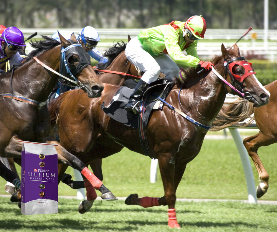 Purina Ultium Horse Feed Savings Pasturas Los Alazanes