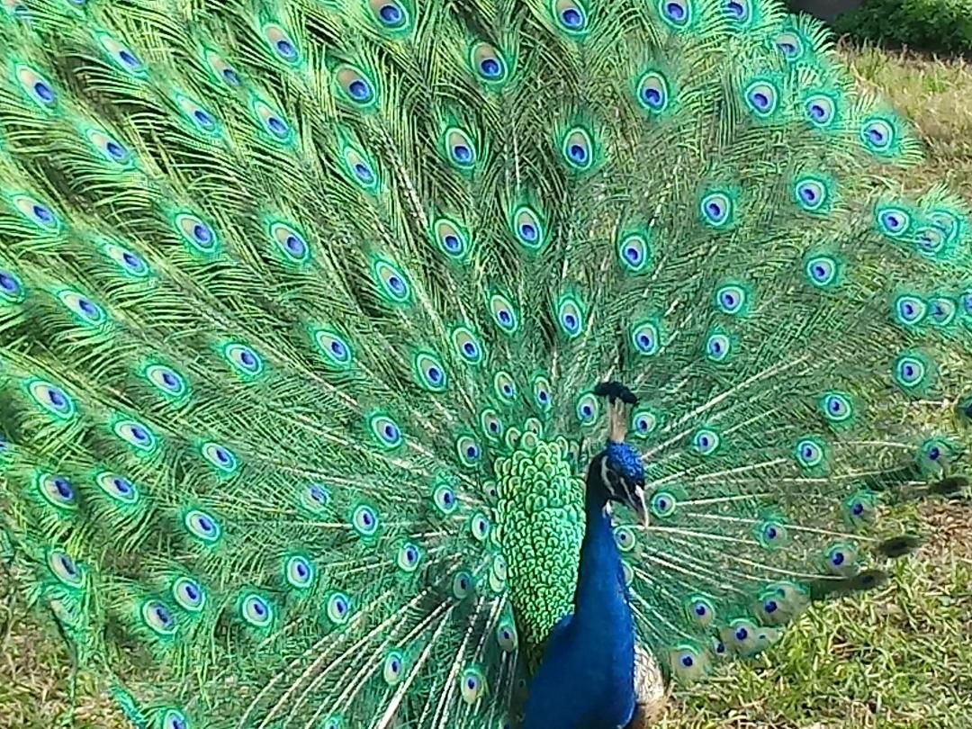 Tips for Raising Peacocks and Game Birds :: Pasturas Los Alazanes