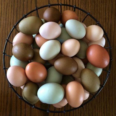 Lay the Rainbow: Chickens That Lay Colored Eggs - Pasturas Los Alazanes