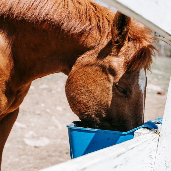 getting-the-best-horse-feed-nutrition-value-for-your-money-pasturas
