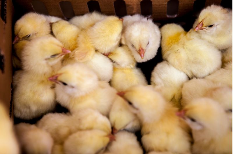 Live Animals Pasturas Los Alazanes